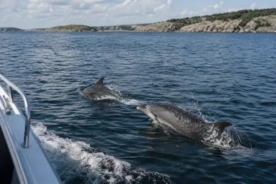 Delfiner följde parets båt i Bohuslän