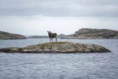 Båtsällskap upptäckte älg på ensamt skär