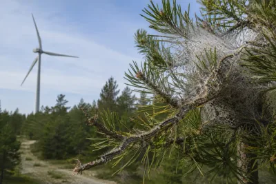 Gotland varnar efter stort angrepp av attacklarver