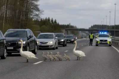 Svanfamilj stoppar trafiken vid E4 i Tönnebro