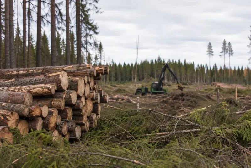 Nytt artskydd ska underlätta skogsavverkningar