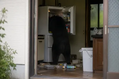 Björn tog sig in i hus och tömde kylskåp
