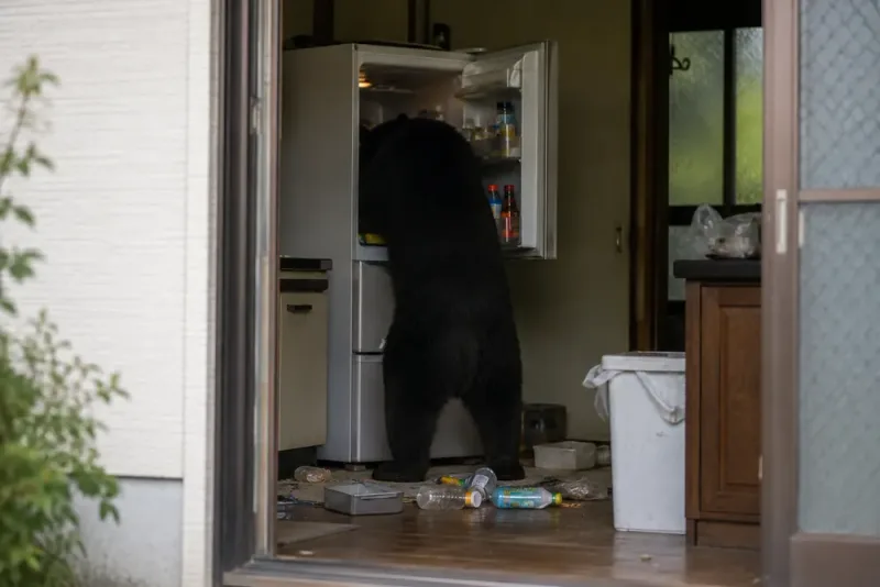 Björn tog sig in i hus och tömde kylskåp
