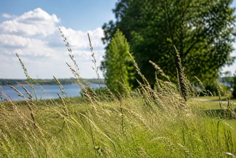 Höga pollenhalter väntas i stora delar av Sverige