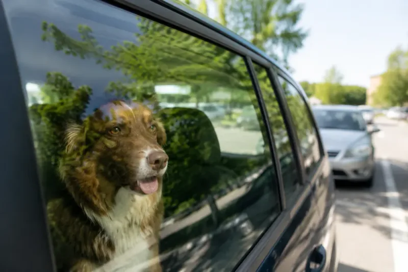 När får du slå sönder en bilruta för en hund?
