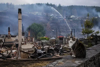 Försvunna husdjur söks efter storbranden i Drammen