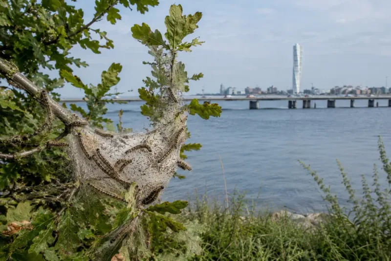 Larven från Danmark rycker närmare Sverige