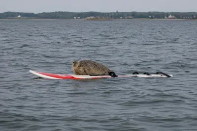 Säl tog över surfbräda i Hanöbukten