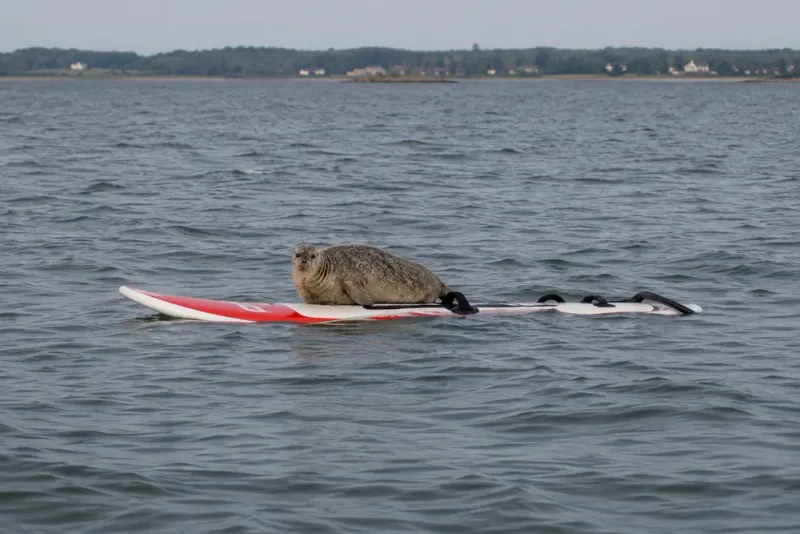 Säl tog över surfbräda i Hanöbukten