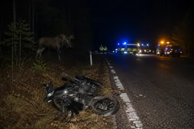 Motorcyklist omkom efter kollision med älg