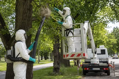 Hundratals larvbon borttagna på Amager