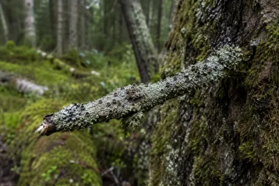 Ny parasitsvamp hittad i svensk gammelskog