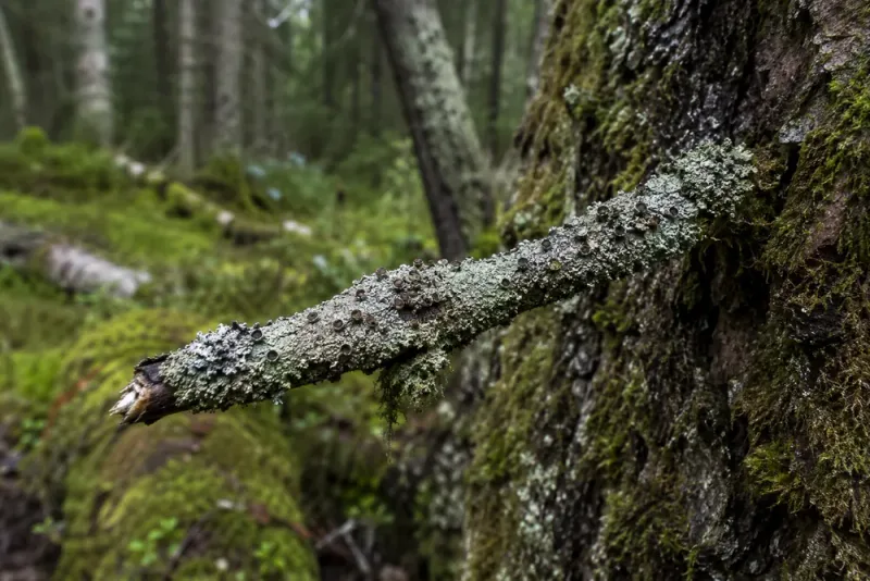 Ny parasitsvamp hittad i svensk gammelskog