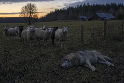 Varg avlivades efter nytt fårangrepp i Vaggeryd