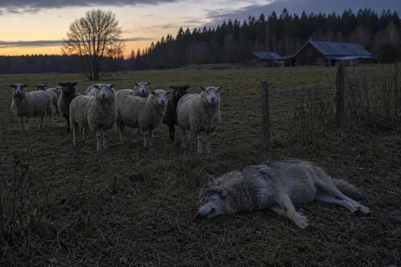 Varg avlivades efter nytt fårangrepp i Vaggeryd