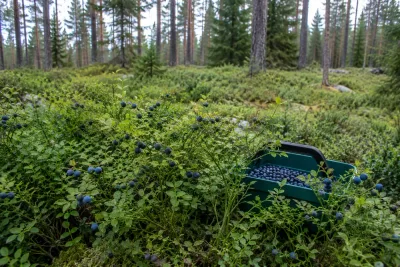 Tidig blåbärssäsong kan ge riklig skörd