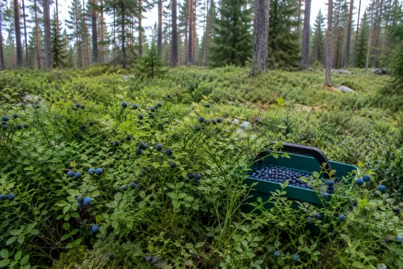 Tidig blåbärssäsong kan ge riklig skörd