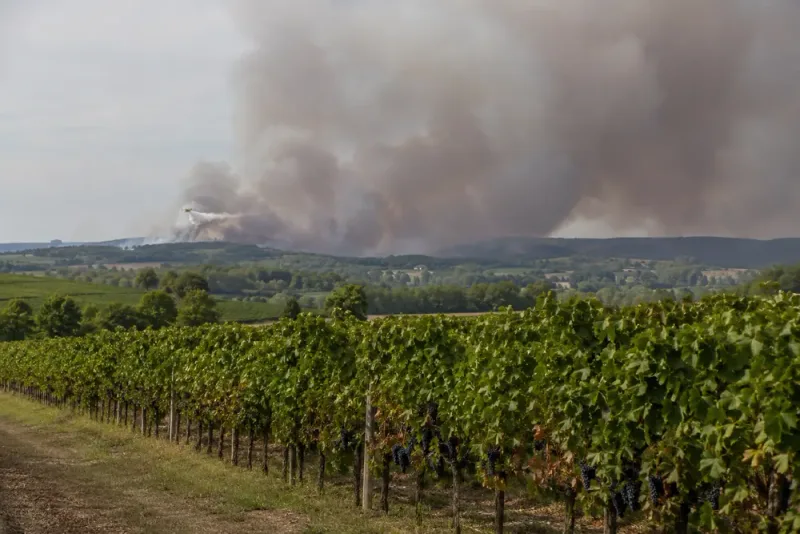 Brandrök hotar vinproduktionen runt Bordeaux
