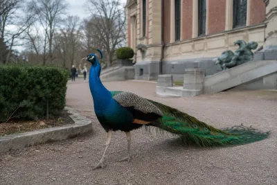 Förrymd påfågel bosatt sig på museum