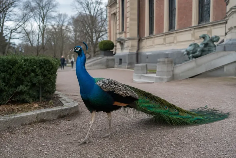 Förrymd påfågel bosatt sig på museum