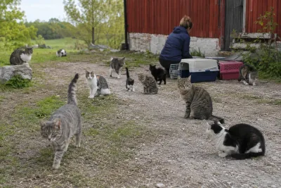 Katthem vädjar om hjälp efter stor kattkoloni