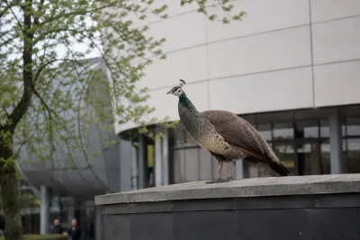 Påfågeln Rödvit håller sig undan vid museet
