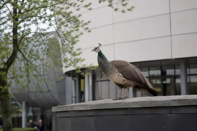 Påfågeln Rödvit håller sig undan vid museet