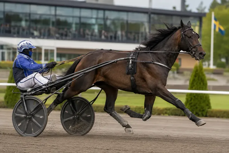 Menhammar köper halva travstjärnan Dream Mine