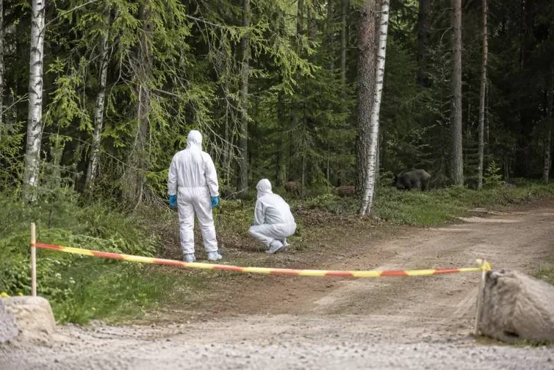 Första svinpestfyndet stoppar jakt och export