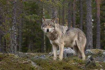 Regeringen höjer varggränsen efter EU invändningar