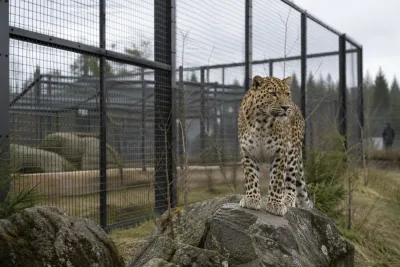 Persisk leopard avlivad efter olycka på Nordens Ark