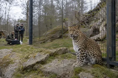 Leopard avlivad efter allvarlig skada på Nordens Ark