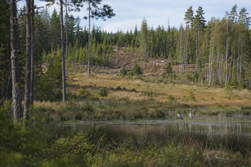 Selesjö förenar skogsbruk, vilt och naturvård