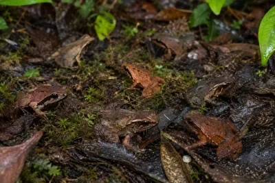 Sju nya diamantgrodor kartlagda efter tolv års forskning