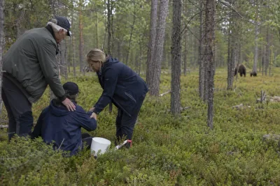 Bärplockare svårt skadad efter attack av björnhona