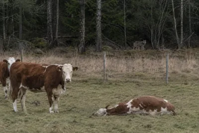 Kviga avlivades efter vargangrepp nära Vingåker