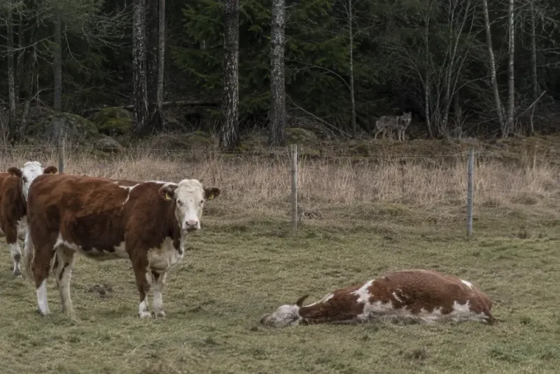 Kviga avlivades efter vargangrepp nära Vingåker