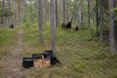 Björnattack utreds som arbetsplatsolycka i Lycksele