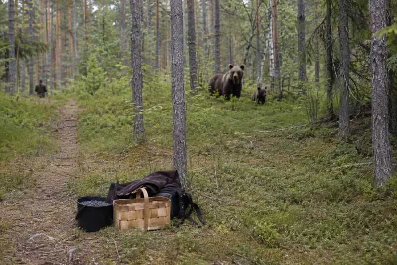 Björnattack utreds som arbetsplatsolycka i Lycksele