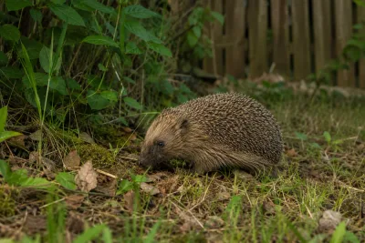 Igelkotten fridlyses efter kraftig minskning