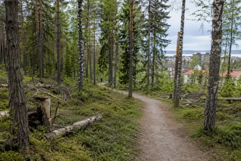Östersund inför ny skötsel av tätortsnära skogar