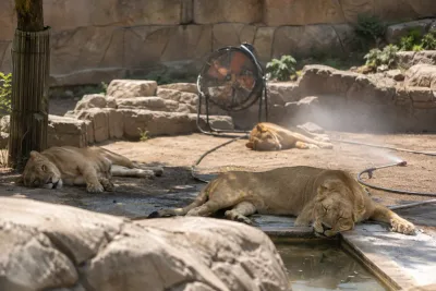 Tre lejonhonor dör när extremvärme slår mot zoo