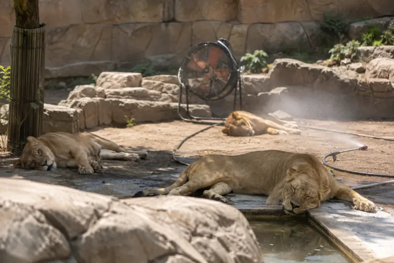 Tre lejonhonor dör när extremvärme slår mot zoo