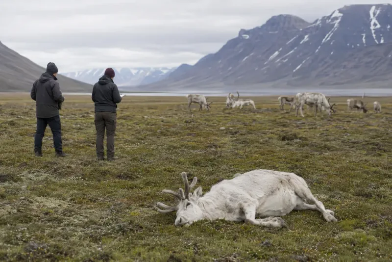Oväntade rendödsfall utreds på Svalbard