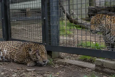 Leopard avlivades efter attack genom hägnets glipa
