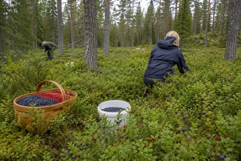 Höga bärpriser lockar fler ut i skogen