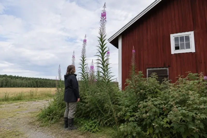 Rallarros på 2,7 meter växer i Dorotea