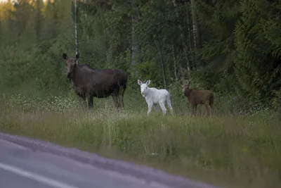 Vit älgkalv fotograferad utanför Ersnäs