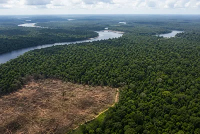 Avskogningen i Amazonas sjunker kraftigt