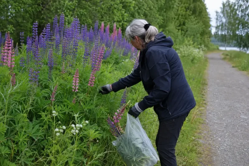 70-åriga Erie bekämpar lupiner på egen hand
